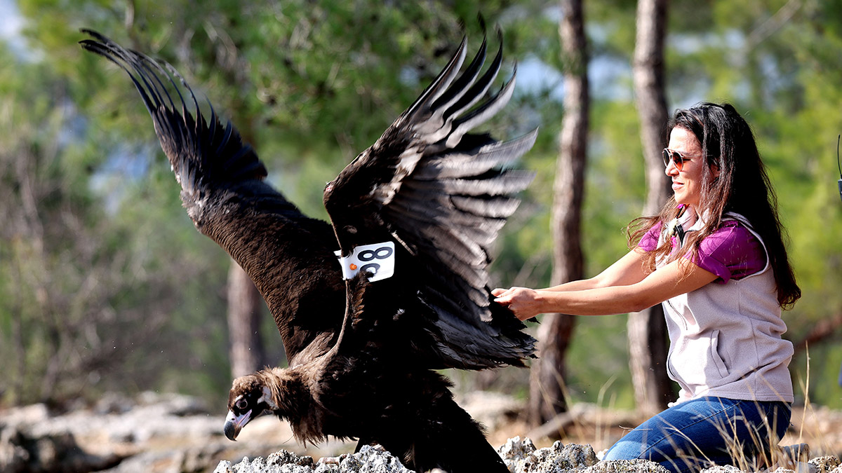 Tedavisi tamamlanan kara akbaba doğaya bırakıldı