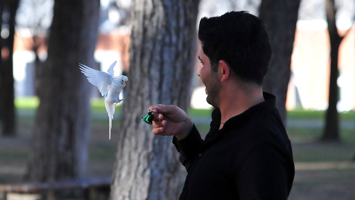 Muhabbet kuşu Ponçik'le çarşı pazar geziyor
