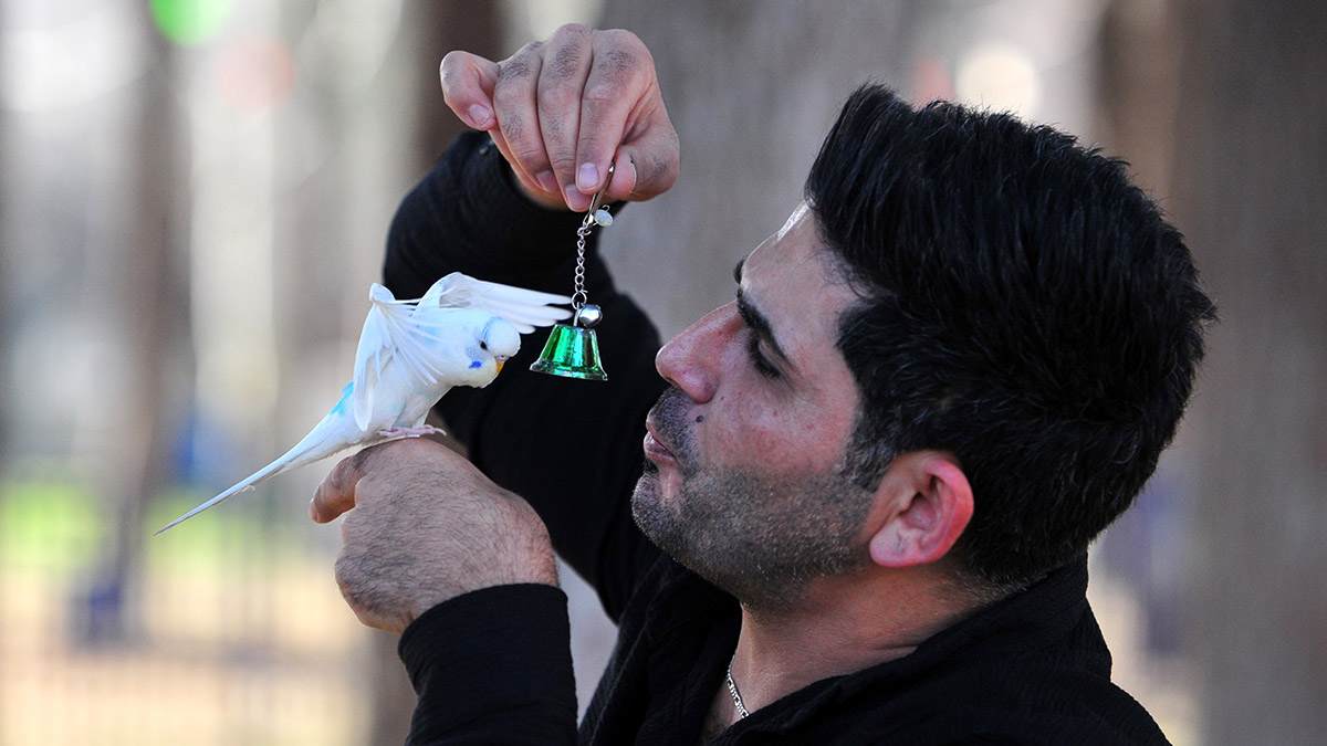 Muhabbet kuşu Ponçik'le çarşı pazar geziyor