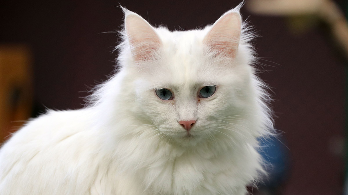 Van kedilerinin çiftleşme süreci başladı