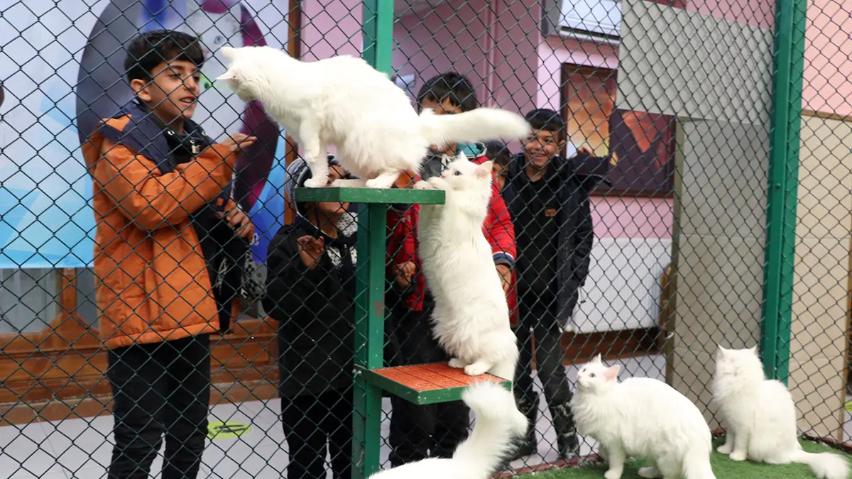 Van kedilerinin çiftleşme süreci başladı