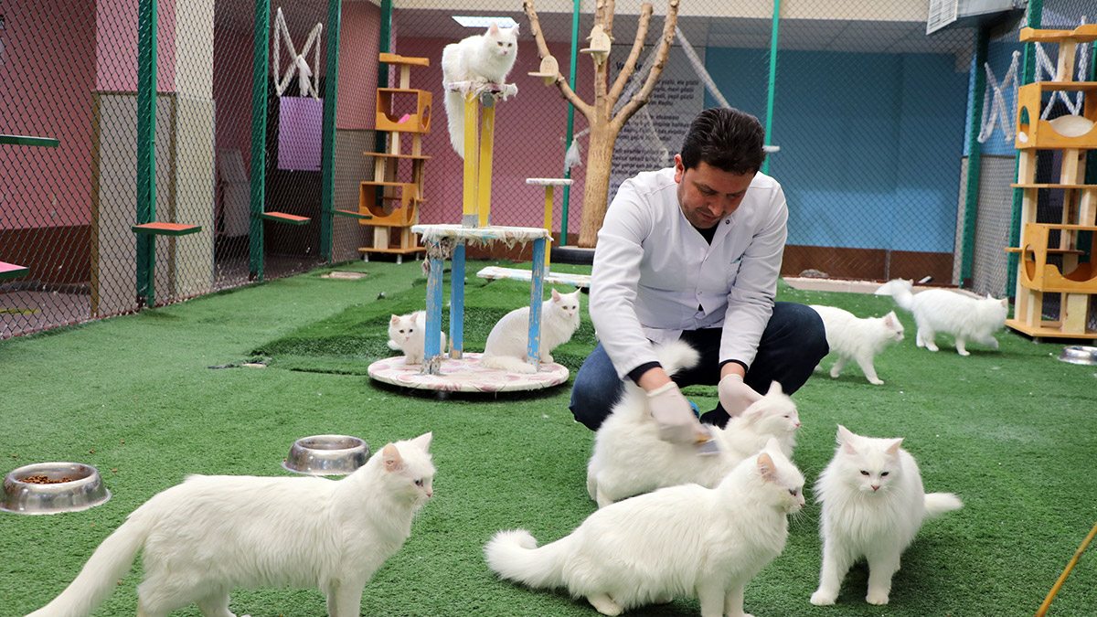 Van Yüzüncü Yıl Üniversitesi'ne (YYÜ) bağlı Kedi Villası'nda, nesli koruma altında olan ve farklı göz renkleri, bembeyaz tüyleri ile ünü ülke sınırlarını aşan Van kedilerinin çiftleşme süreci başladı.