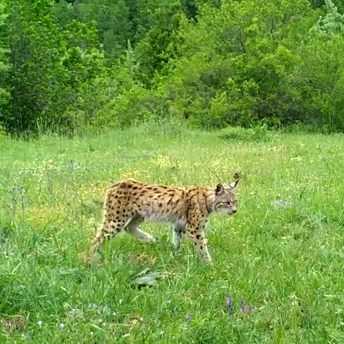 Fotokapanlara ilginç görüntüler yansıdı