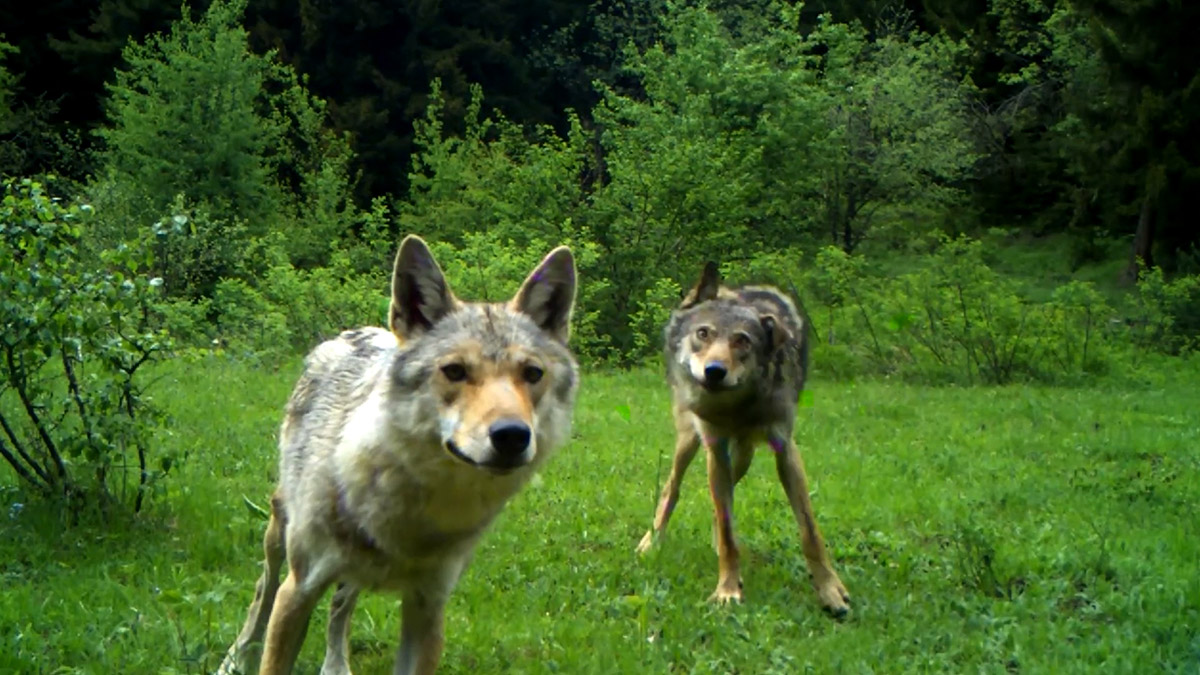 Fotokapanlara ilginç görüntüler yansıdı