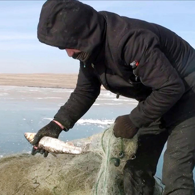 Ardahan'ın Çıldır ilçesinin Akçakale köyündeki balıkçılar, dondurucu soğuk nedeniyle yüzeyi tamamen buzla kaplanan Çıldır Gölü'ne bırakılan ağlar, toplanmaya başladı.