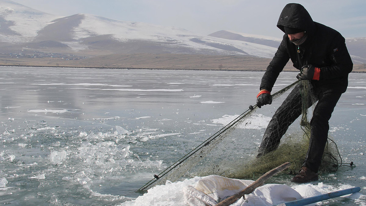 Çıldır Gölü'ne bırakılan ağlar, toplanmaya başladı