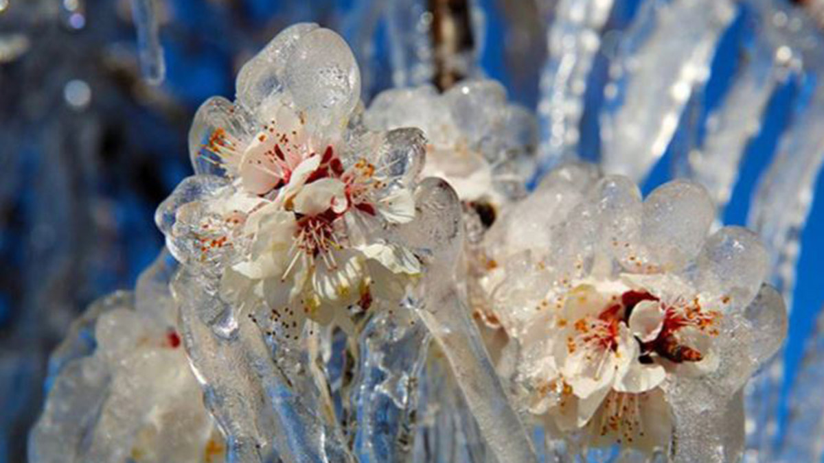 Antalya ve Muğla'da zirai don uyarısı