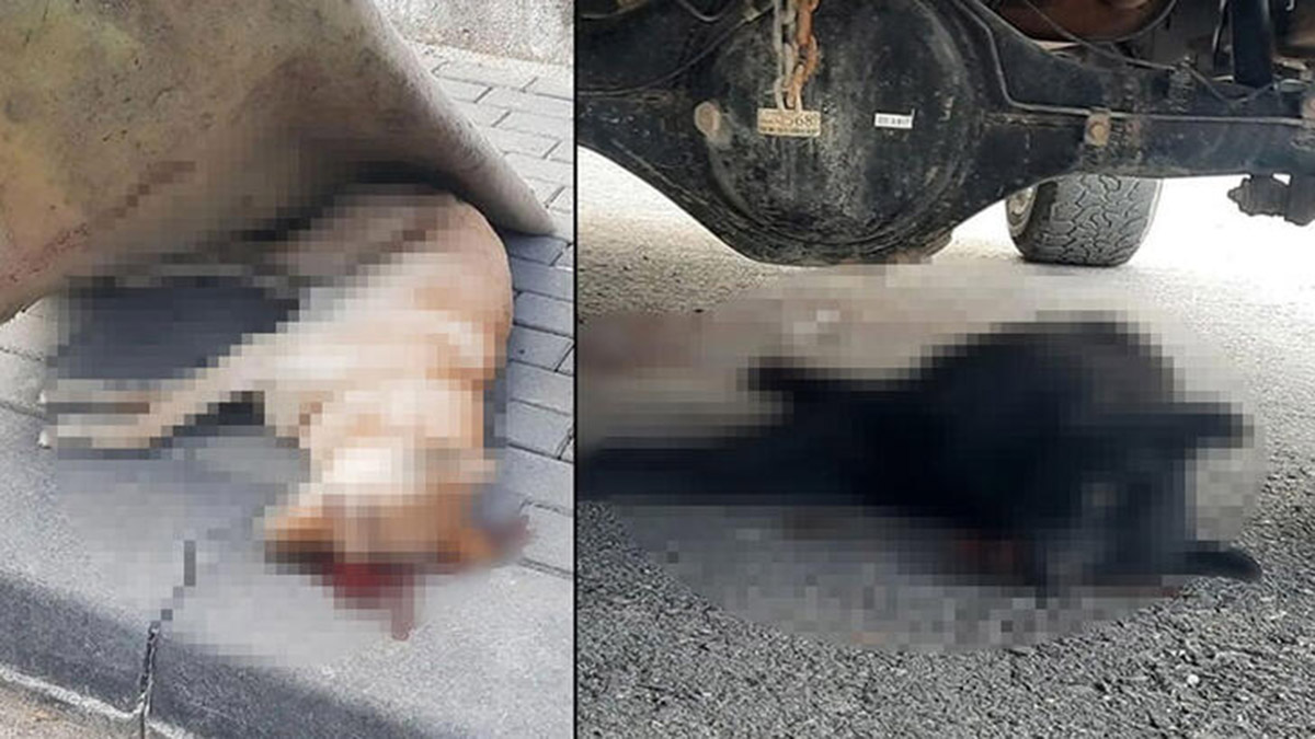 2 köpeği tüfekle öldüren sanığa yakalama kararı