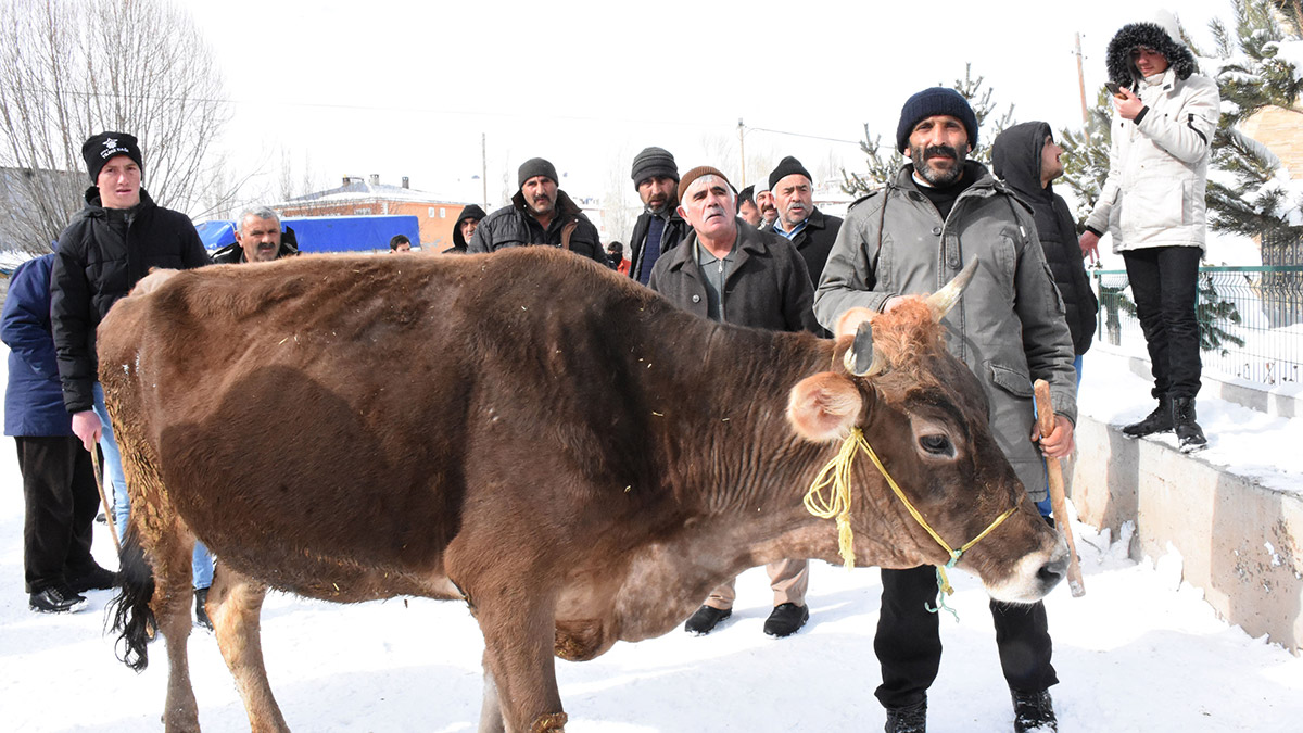 20 büyükbaş toplayıp açık artırmayla sattılar