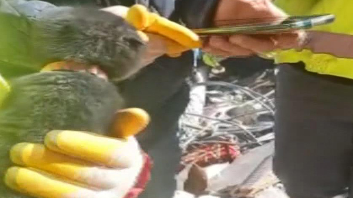 Ekipler 178 saat sonra bir kediyi sağ çıkardı