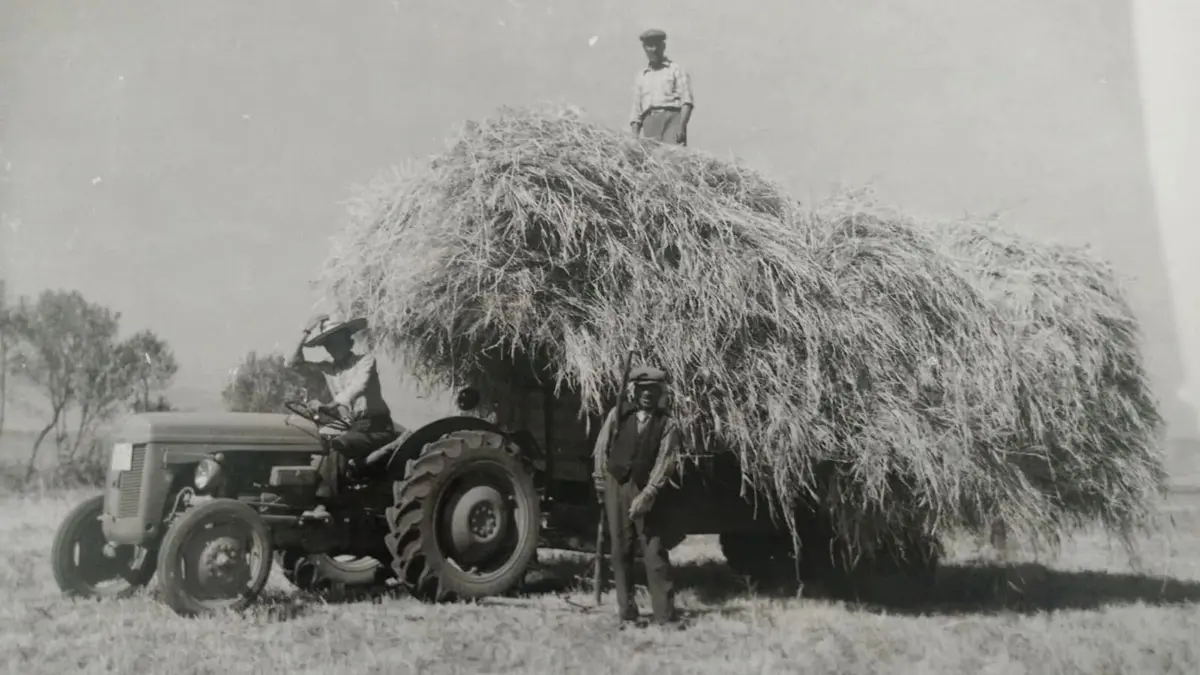 Sivas'ta çiftçi i̇brahim çoban (54), dedesi ahmet nuri çoban tarafından 1950'de alınan 'ferguson' marka 73 yıllık traktör  hala kullanıyor.