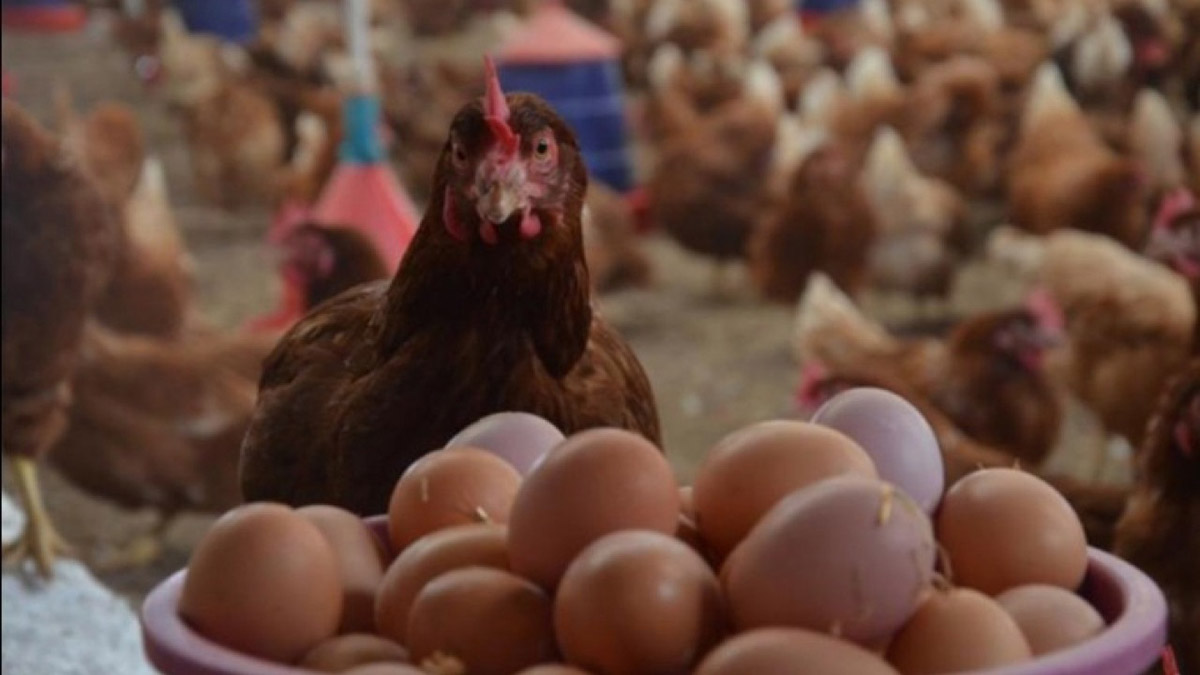 Aralıkta tavuk yumurtası üretimi arttı