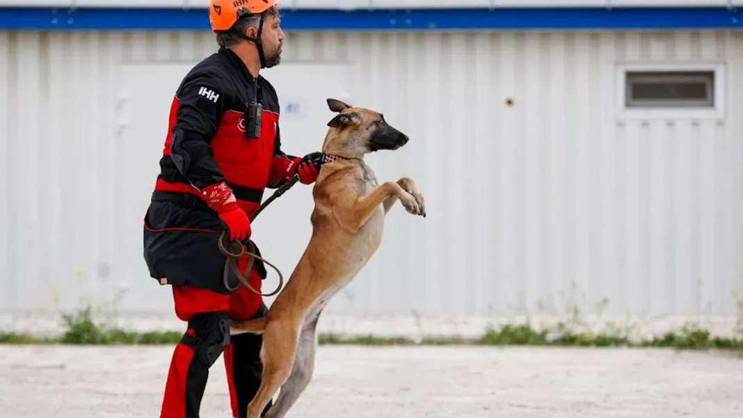 Arama kurtarma köpekleri 50 kişiyi enkazdan kurtardı