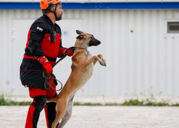 Arama kurtarma köpekleri 50 kişiyi enkazdan kurtardı