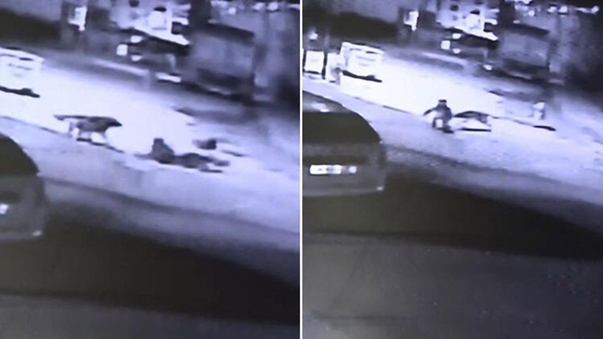 Arnavutköy'de sokak köpekleri çocuklara saldırdı