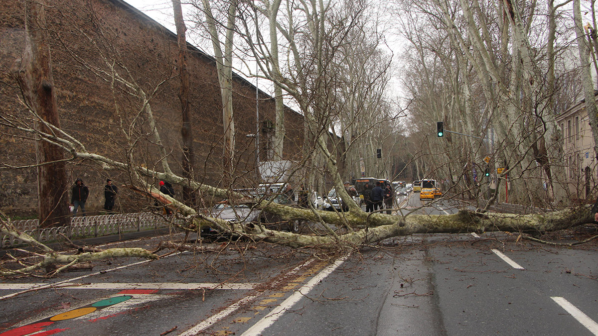 Beşiktaş'ta asırlık çınar ağacı devrildi
