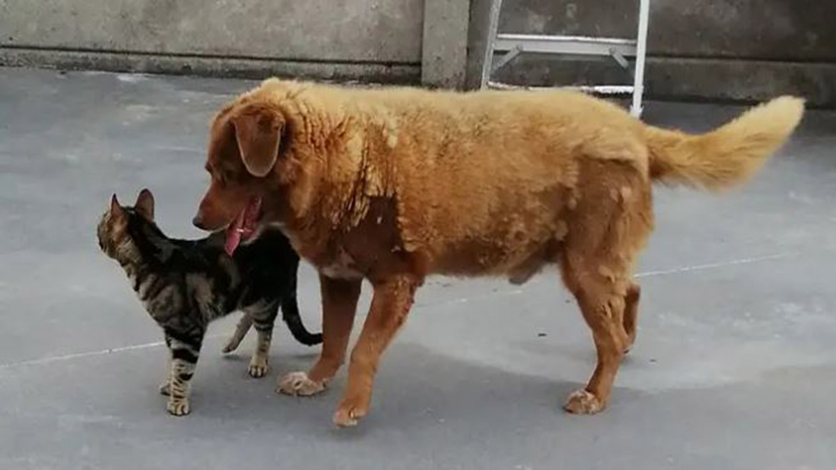 Bobi, en yaşlı köpek olarak dünya rekorunu kırdı