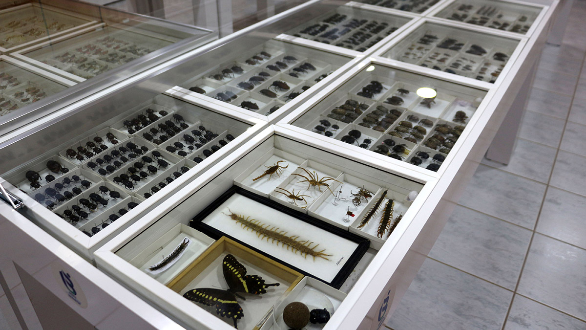 Böcek Müzesi'nde 1200 tür teşhis edildi