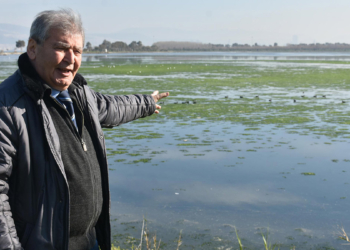Bu sene İzmir Körfezi'nde deniz marulu hiç bitmedi