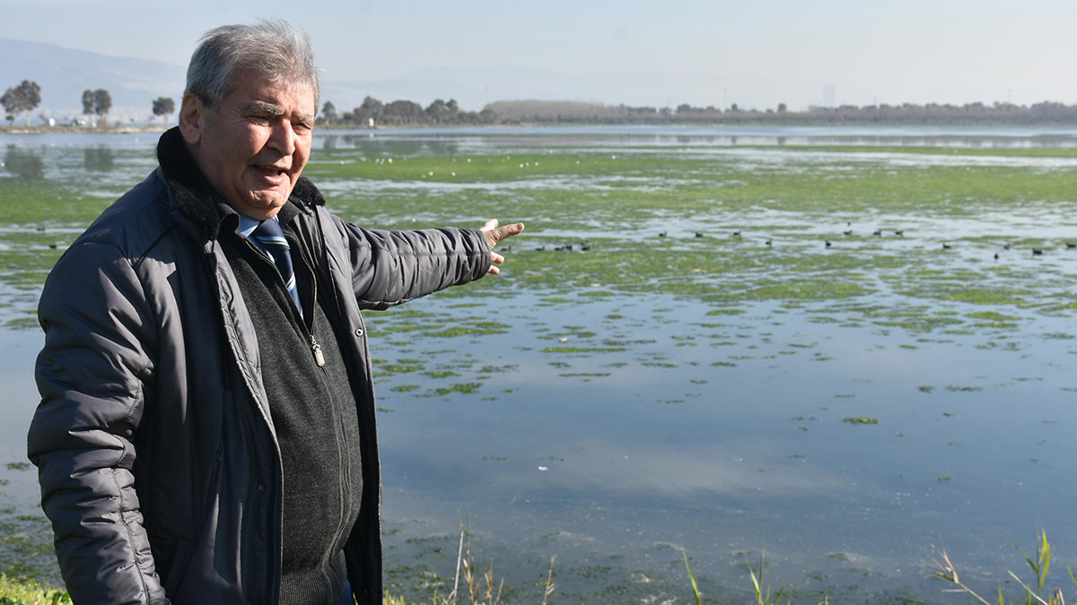 Bu sene İzmir Körfezi'nde deniz marulu hiç bitmedi