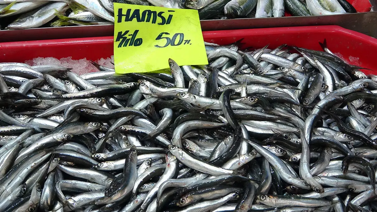 Canakkale bogazinda hamsi avi yasagia - yerel haberler - haberton