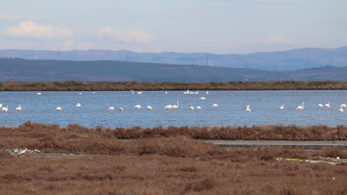 Cardak lagununun misafirleri flamingolar geldi 1 - yerel haberler - haberton