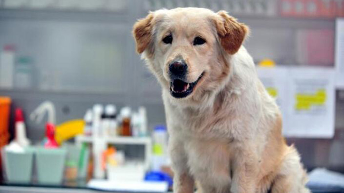 Deprem bölgesindeki sokak hayvanlarına mama yardımı