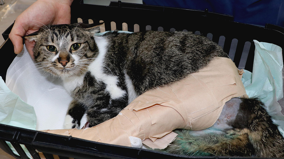 Depremde üzerine dolap devrilen kedi, ameliyat edildi