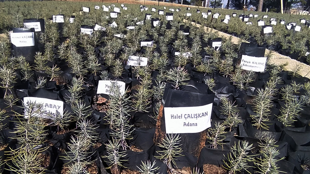 Depremde yaşamını yitirenlerin isimleri fidanlarda