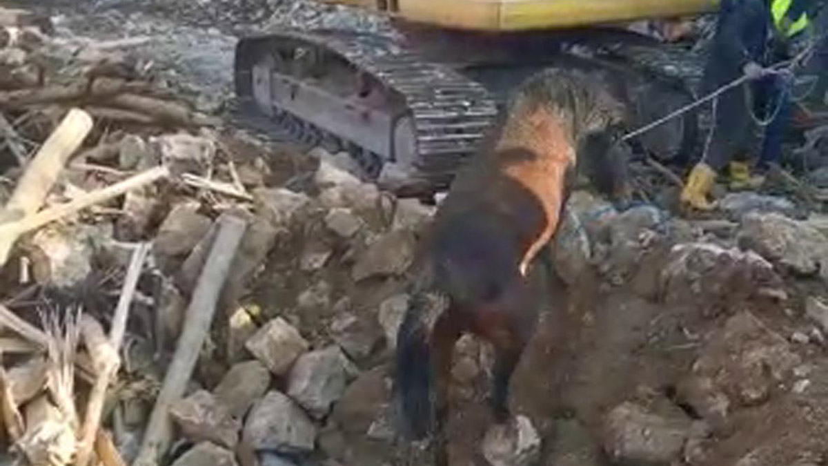 Depremin 21'inci gününde enkazdaki at sağ çıktı