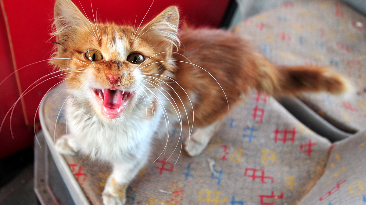 Depremzede kediler, eski halk otobüsünde barınıyor