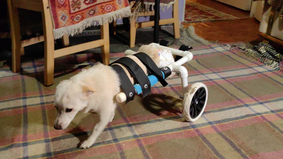 Engelli köpeğe, su borularıyla yürüteç yaptı