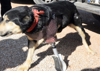 Enkaz altında patisini kaybeden köpeğe protez takıldı