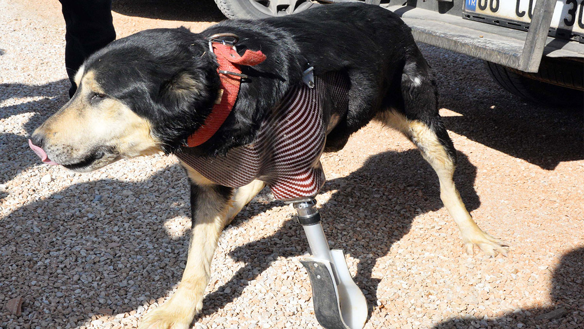 Enkaz altında patisini kaybeden köpeğe protez takıldı
