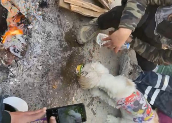 Enkaz altındaki köpek 204'üncü saatte kurtarıldı