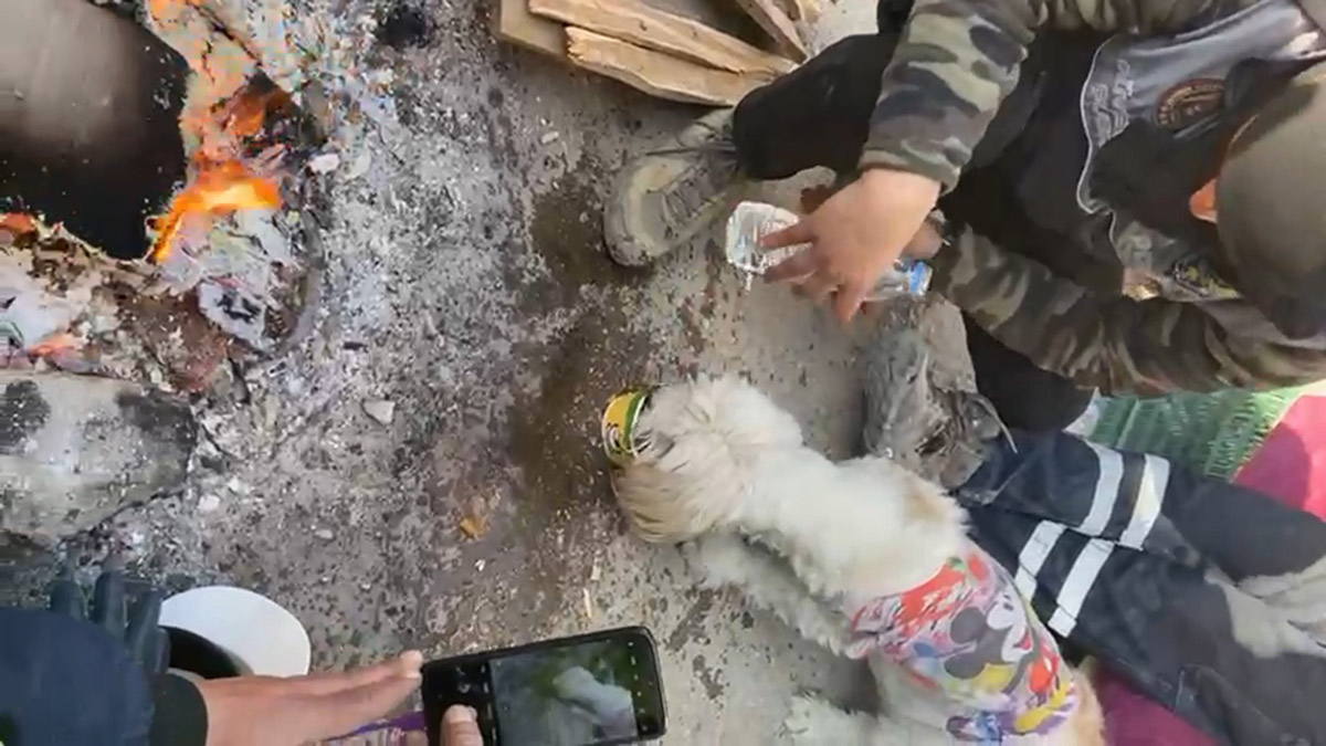 Enkaz altındaki köpek 204'üncü saatte kurtarıldı