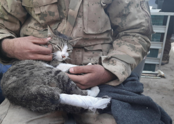 Enkazdan çıkan kediye jandarma şefkati