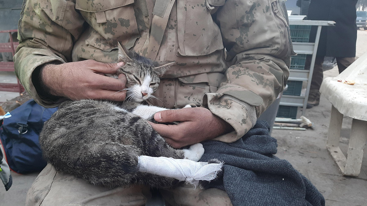 Enkazdan çıkan kediye jandarma şefkati