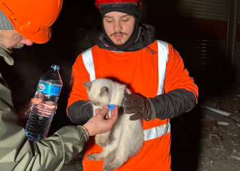 Enkazdan çıkarılan hayvanlar için sahra çadırı