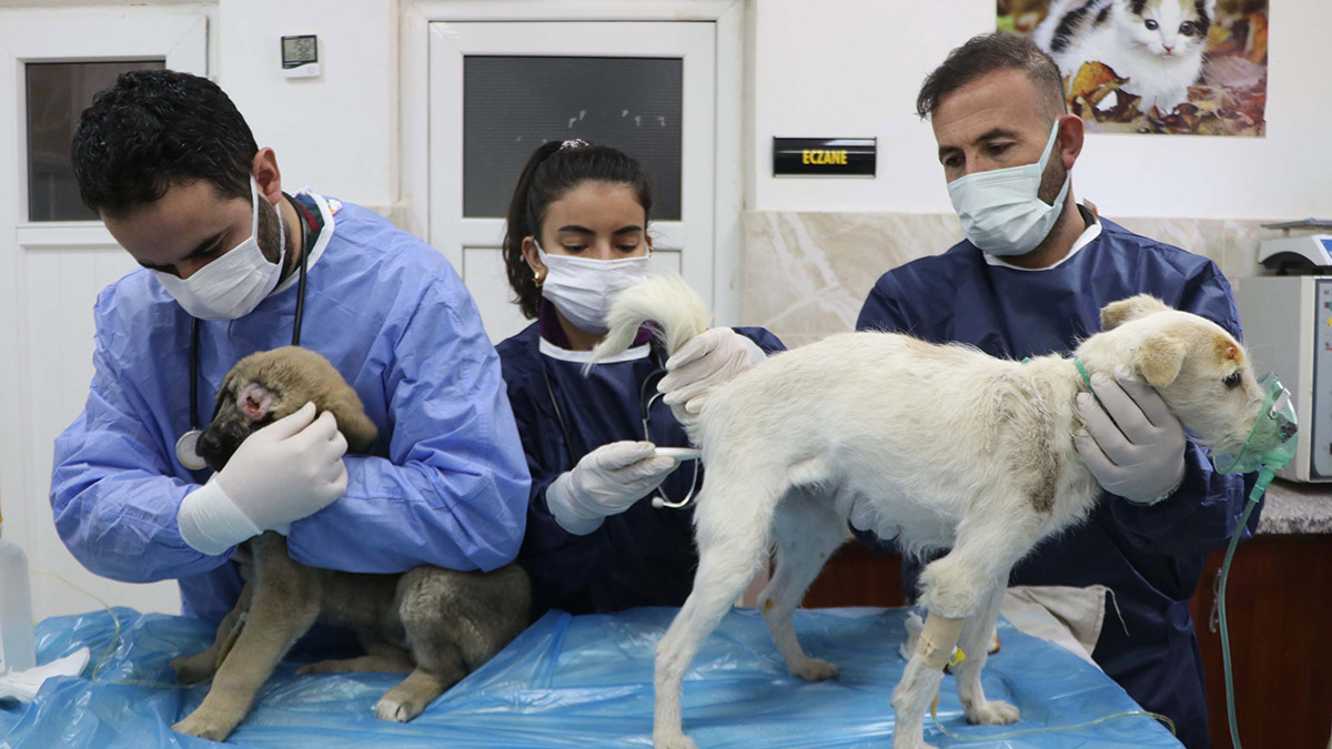 Enkazdan çıkarılan hayvanlar tedaviye alınıyor