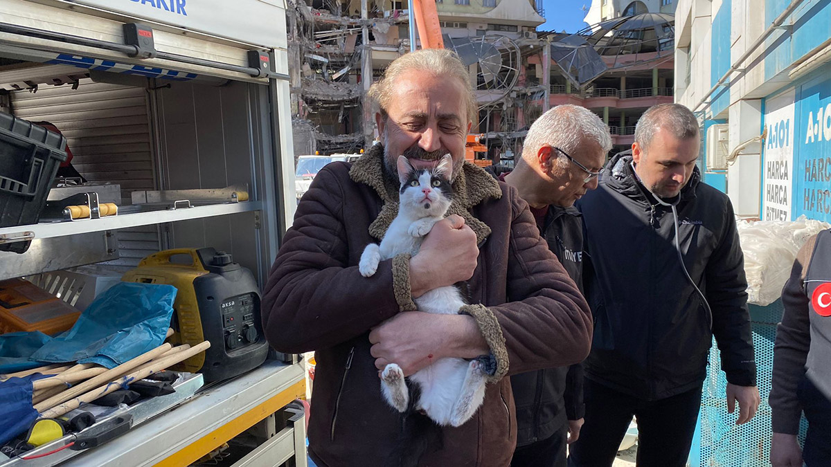 Galeria Sitesi'nde kurtarılan kedi sayısı 12'ye çıktı