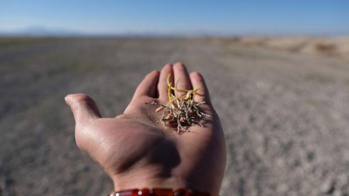 Gıda kısıtı riskine karşı sertifikalı tohum