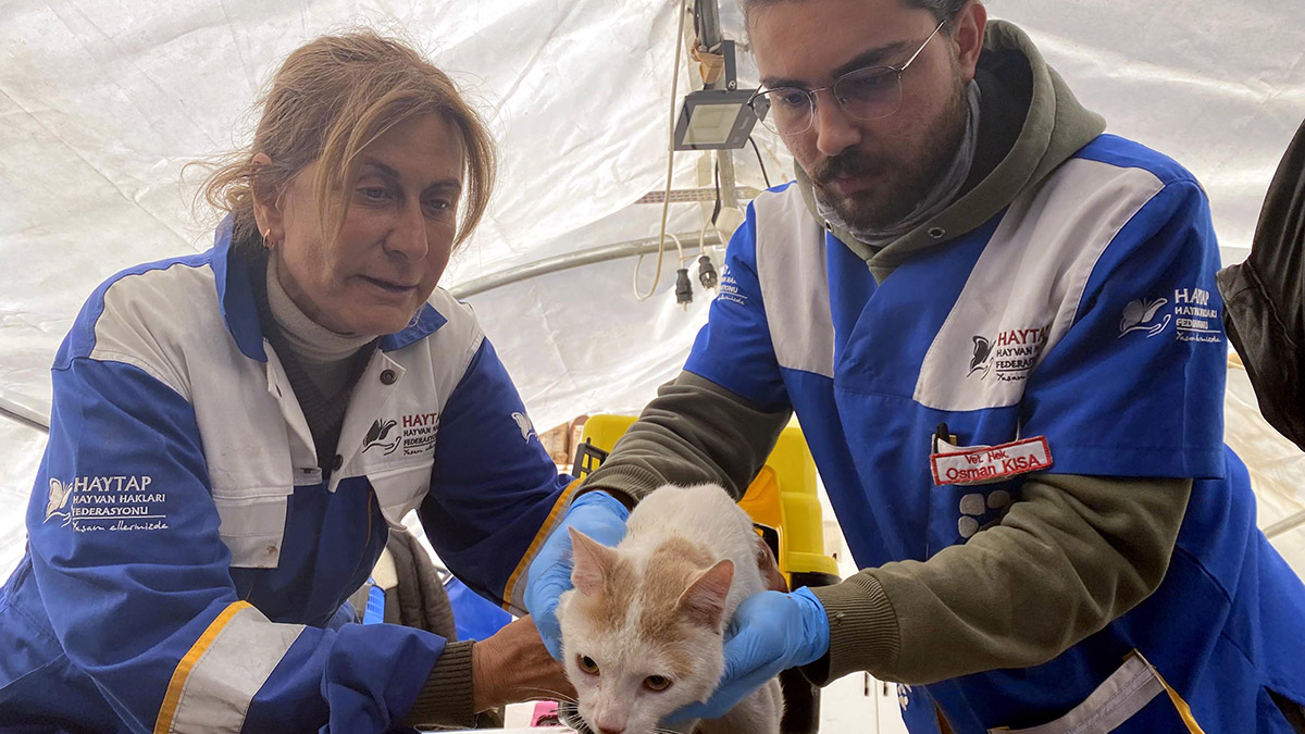 Hasarlı binada 13 gün mahsur kalan kedi kurtarıldı