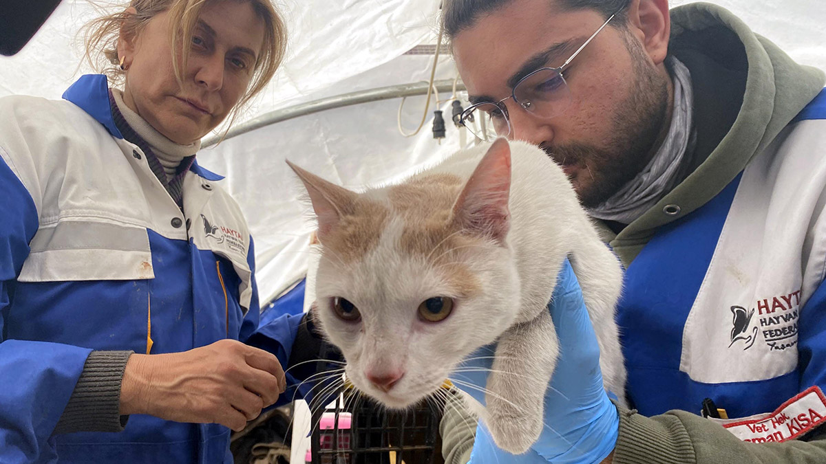 Hasarlı binada 13 gün mahsur kalan kedi kurtarıldı