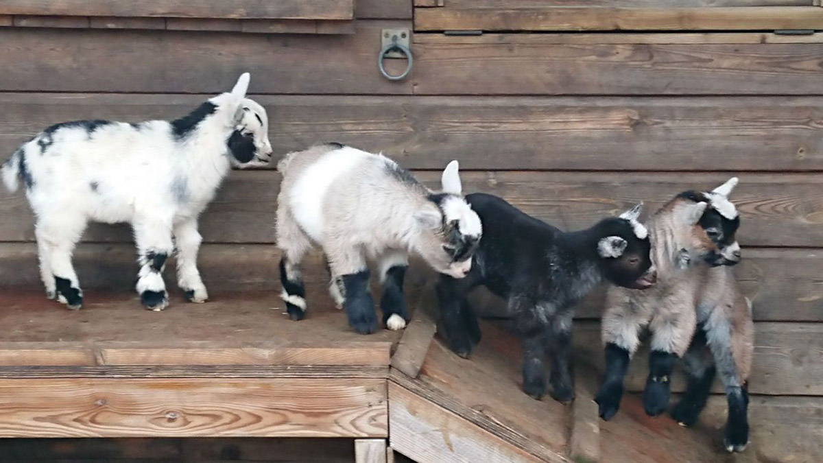 Hayvanat bahçesi müdürü 4 pigme keçiyi pişirtti