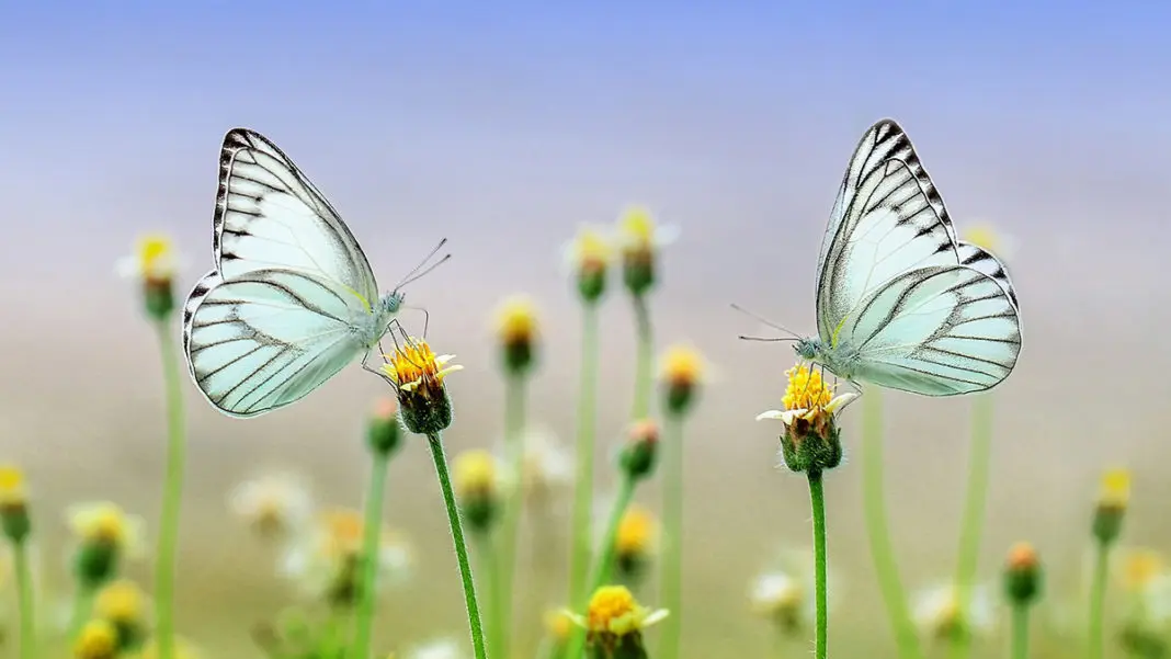 İngiltere'de kelebek türleri yüzde 80 azaldı