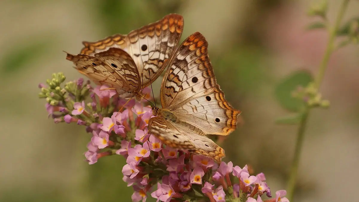Ingilterede kelebek turleri yuzde 80 azaldis - dış haberler - haberton