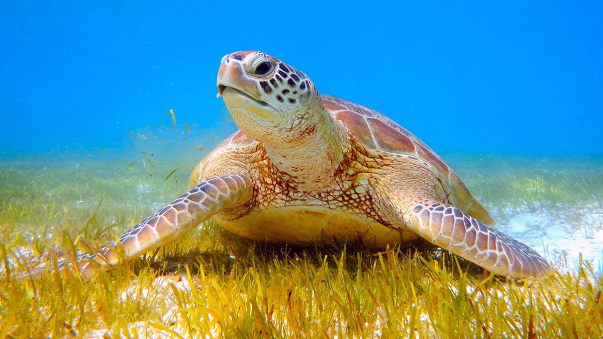 İnternette caretta caretta kabuğundan tespih satışı