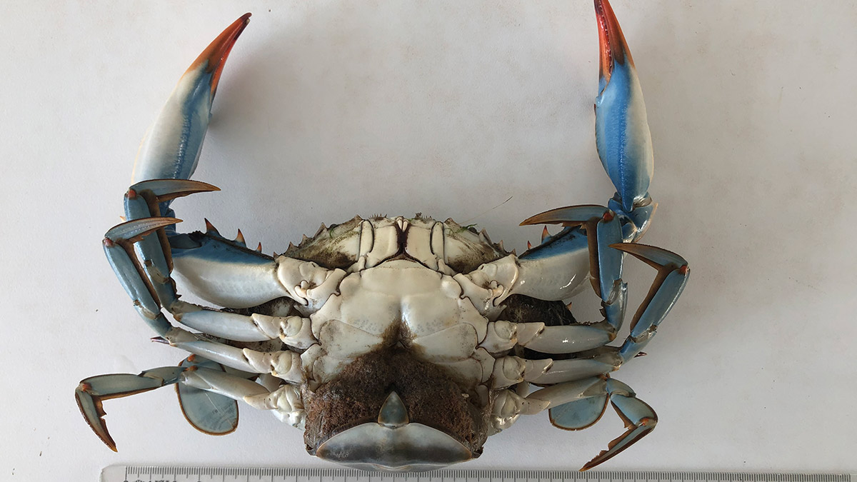 Karadeniz'de nadir görülen mavi yengeç alarmı