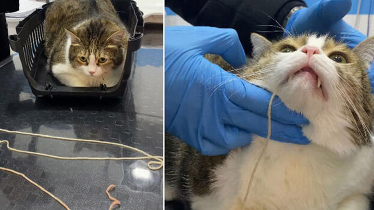 Kedinin midesinden 2 metrelik örgü ipi çıkarıldı